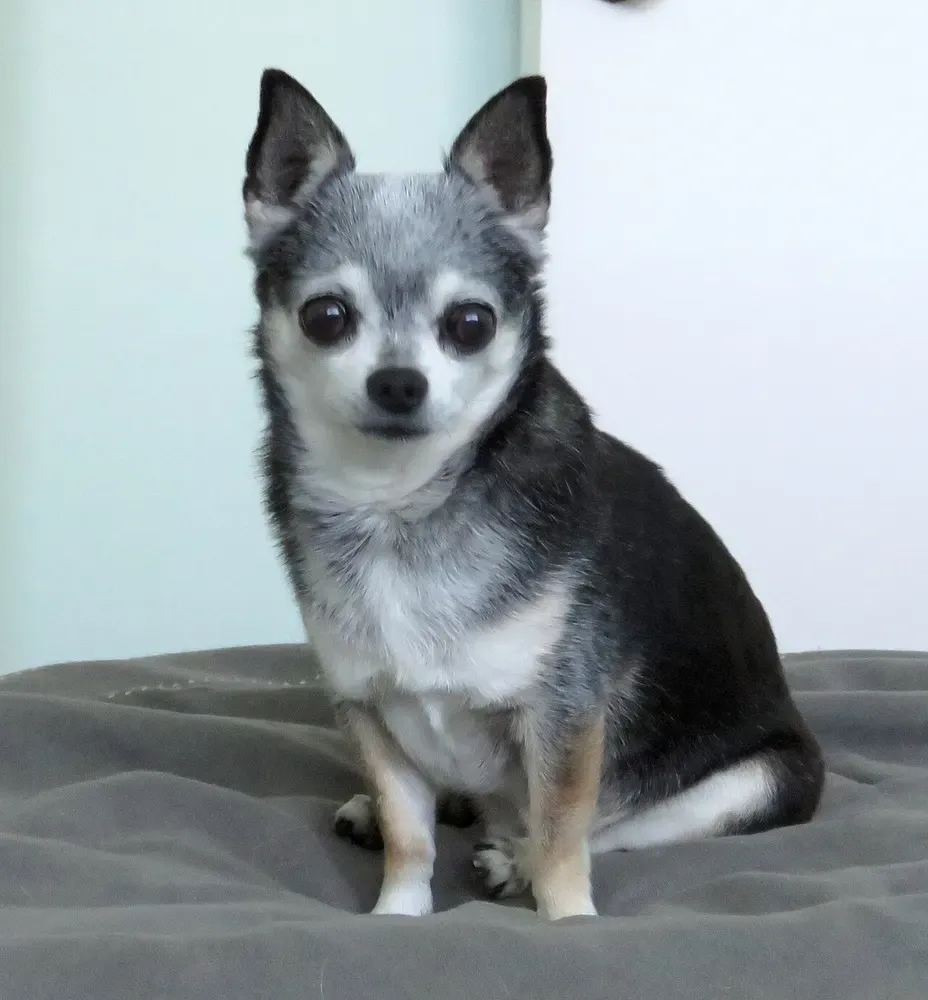 Chihuahua: foto 2