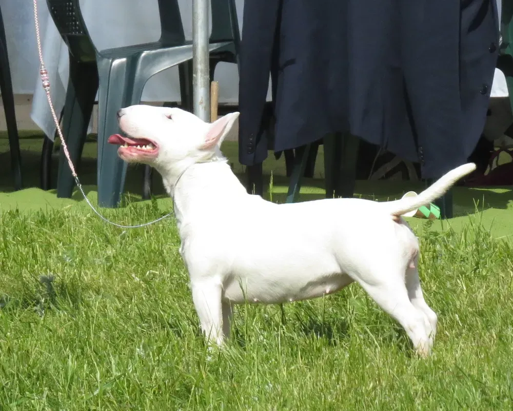 Bull terrier miniatura: foto 2
