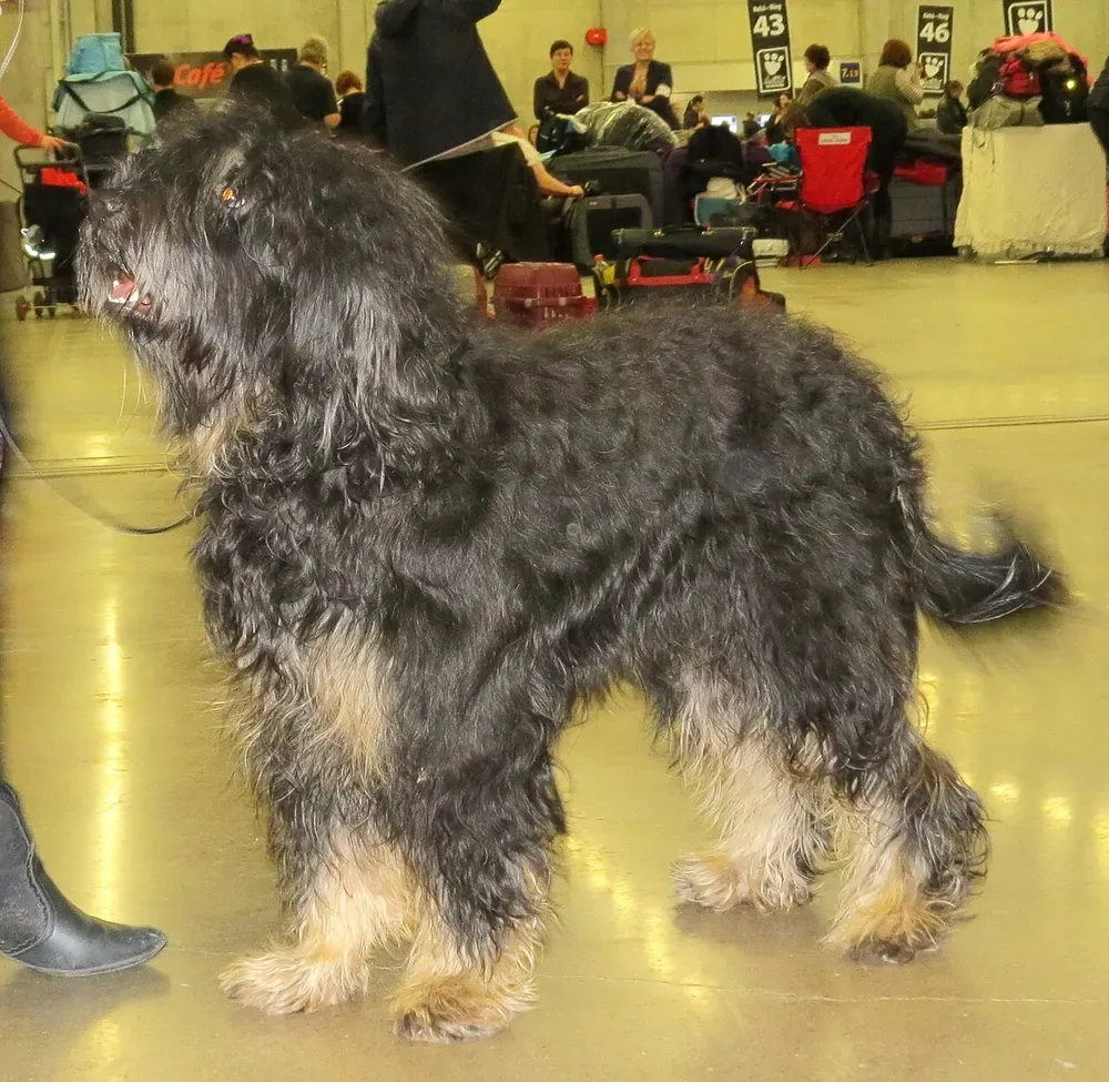Perro de la Sierra de Aires: foto 2