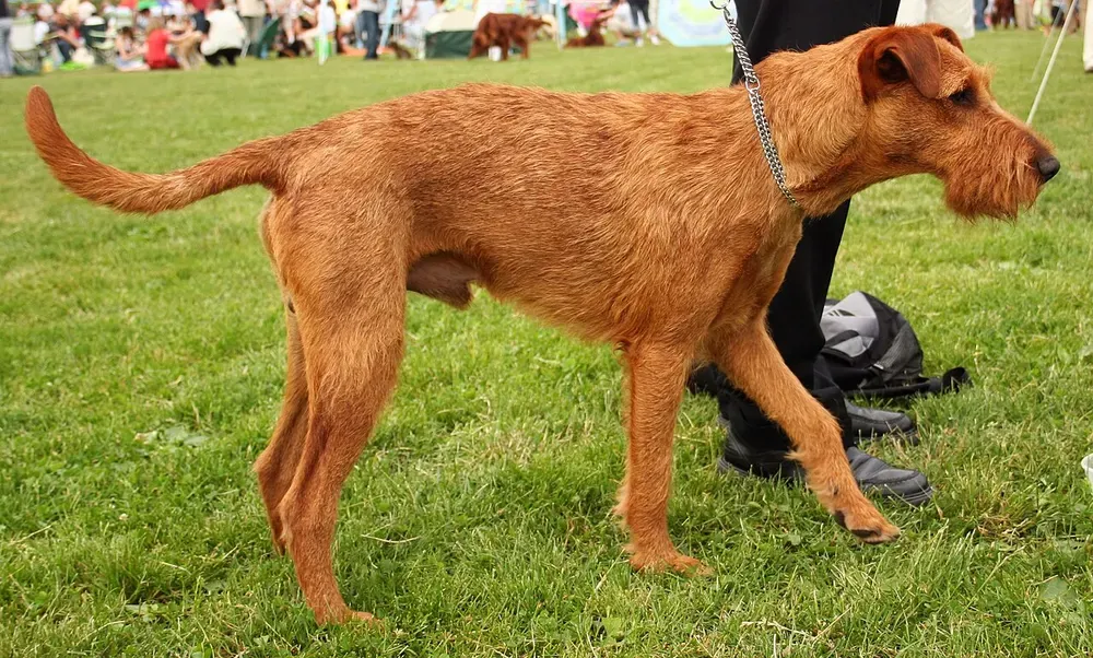 Terrier irlandés: foto 2