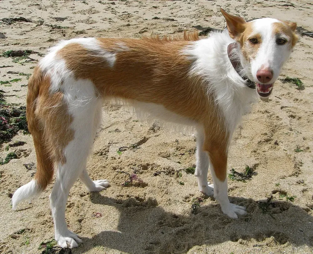 Podenco ibicenco: foto 2