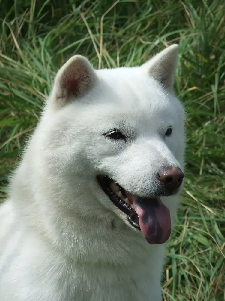 Hokkaido: foto 2