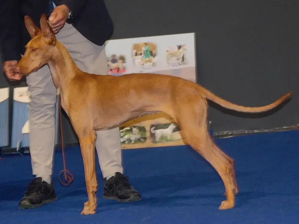 Podenco canario: foto 2