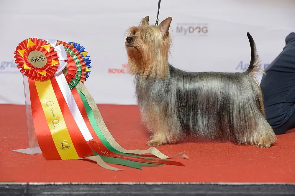 Silky terrier australiano: foto 2