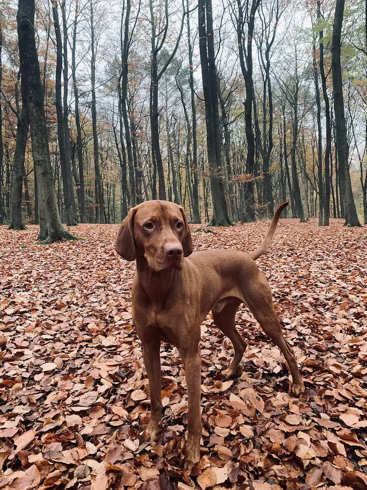 Braco húngaro (Vizsla): foto 2