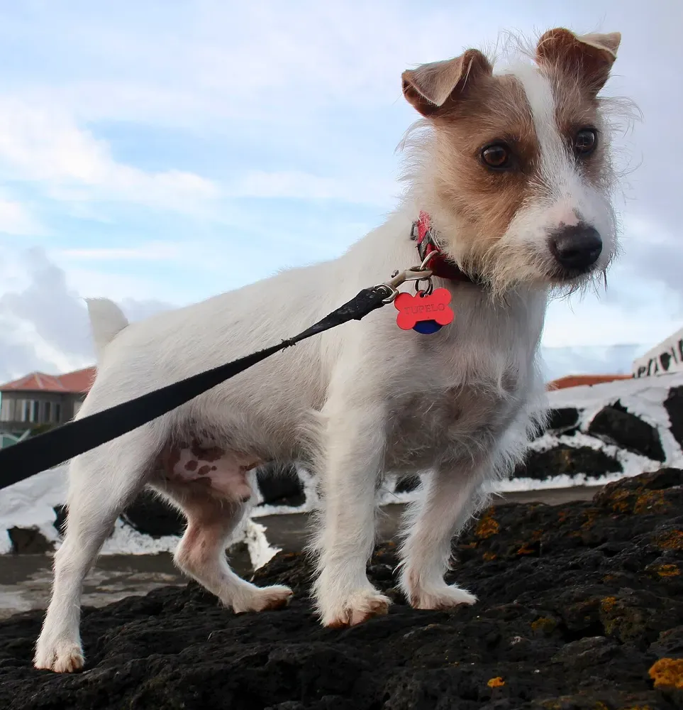 Jack Russell terrier: foto 2
