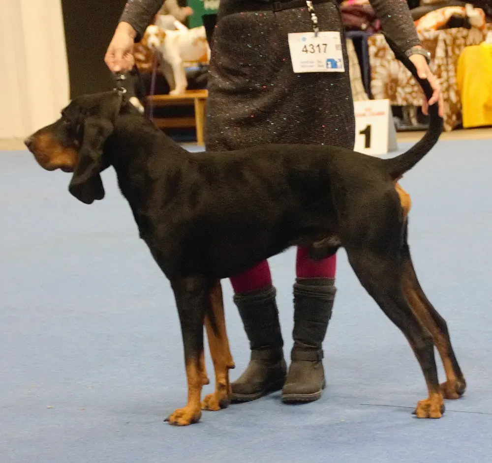 Coonhound negro y fuego: foto 2