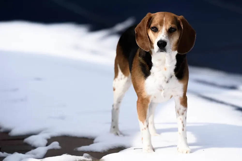Beagle: foto 2