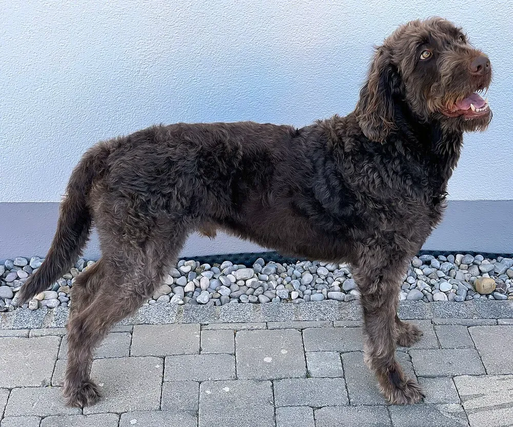 Labradoodle: foto 2