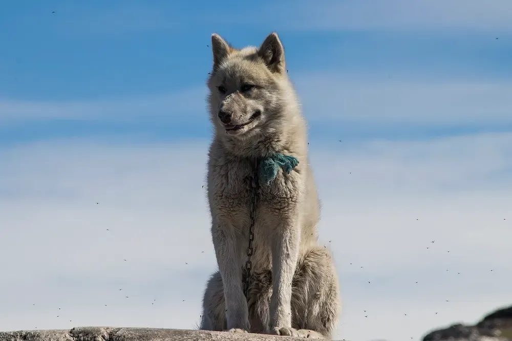 Perro de Groenlandia: foto 2