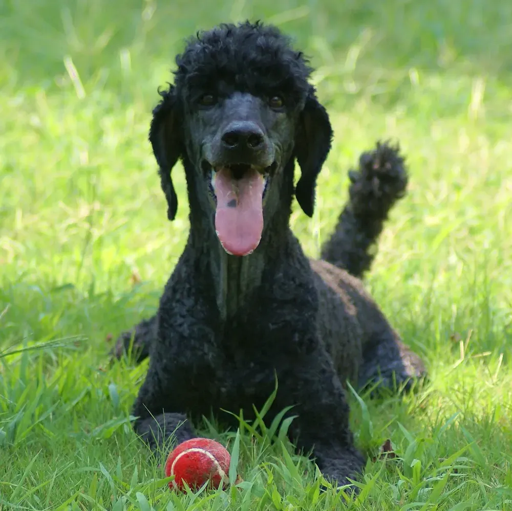 Caniche gigante: foto 2