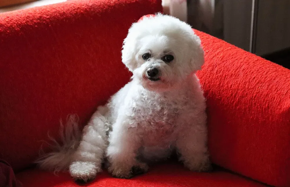 Bichón frisé: foto 2
