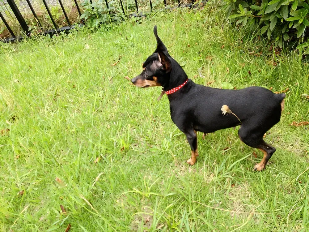 Pinscher miniatura: foto 2