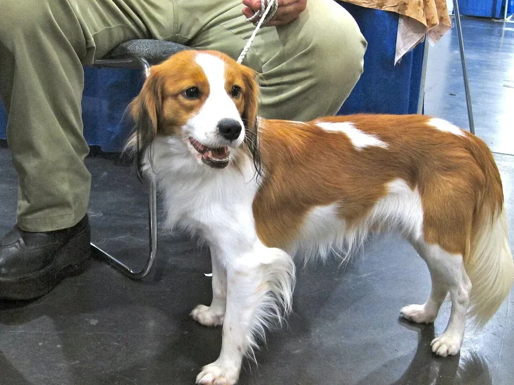 Kooikerhondje: foto 2