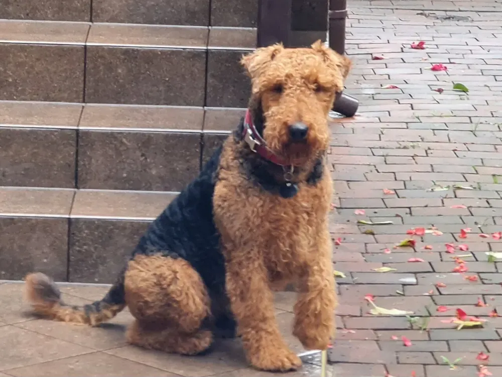 Airedale terrier: foto 2