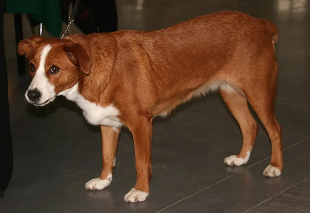 Pinscher austriaco: foto 2