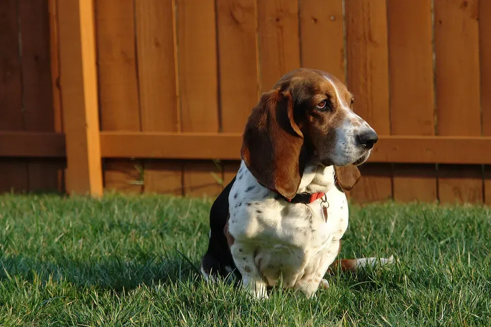 Basset hound: foto 2