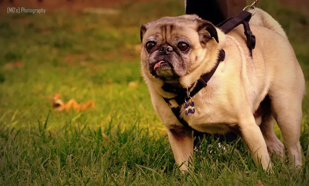 Carlino (pug): foto 2