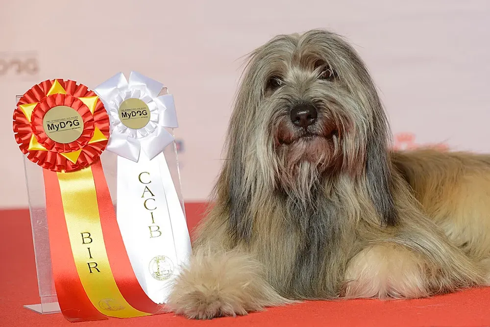 Gos d'atura català (perro de pastor catalán): foto 2
