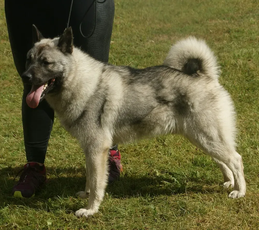 Cazador de alces noruego gris: foto 2