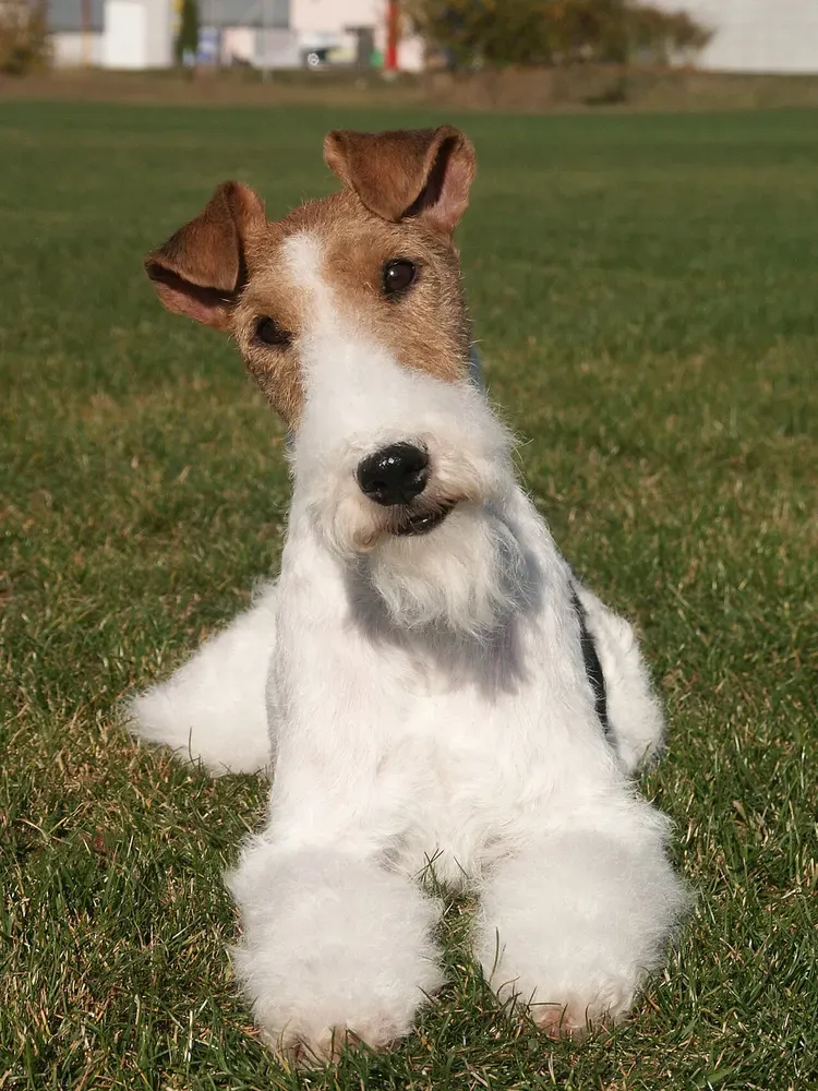 Fox terrier de pelo duro: foto 2