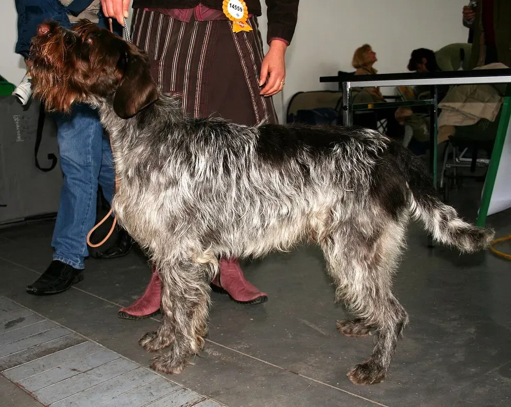 Grifón Korthals: foto 2