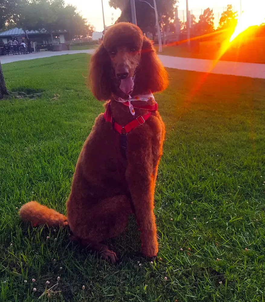 Caniche: foto 2