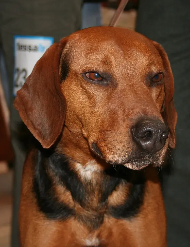 Sabueso de Schiller: foto 2