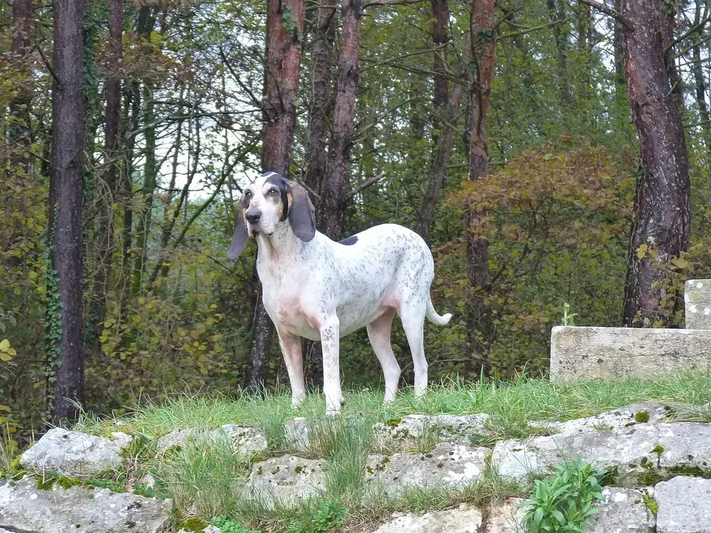 Gascón saintongeois: foto 2