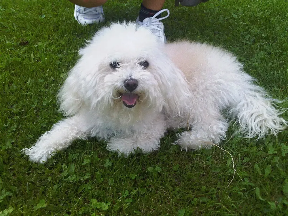 Bichón boloñés: foto 2