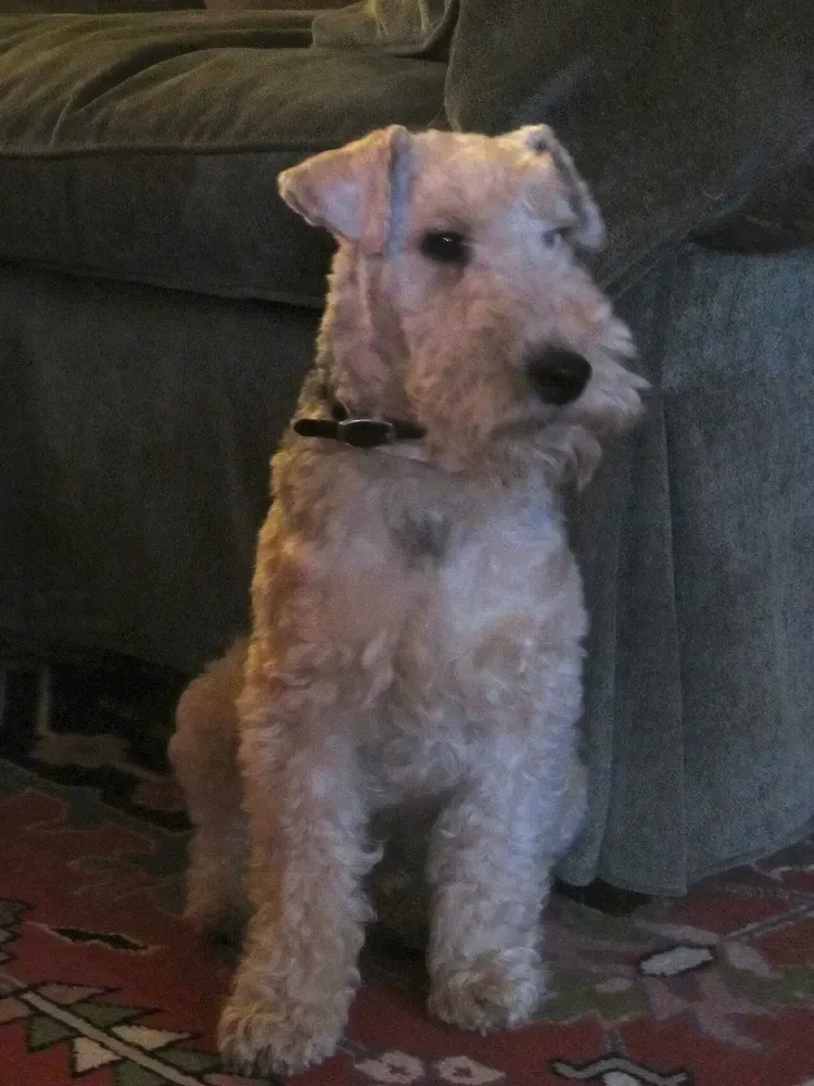 Lakeland terrier: foto 2