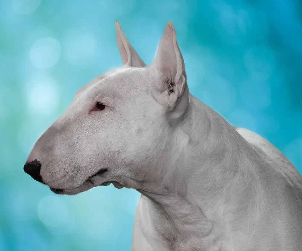 Bull terrier: foto 2
