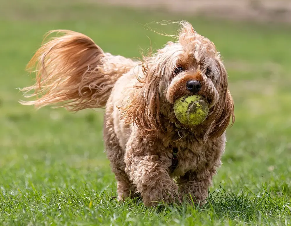 Cavapoo: foto 2