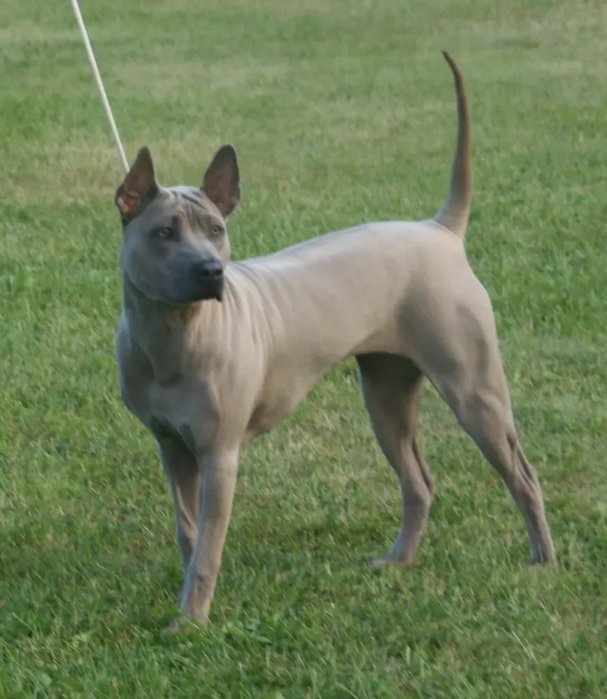 Thai ridgeback: foto 2