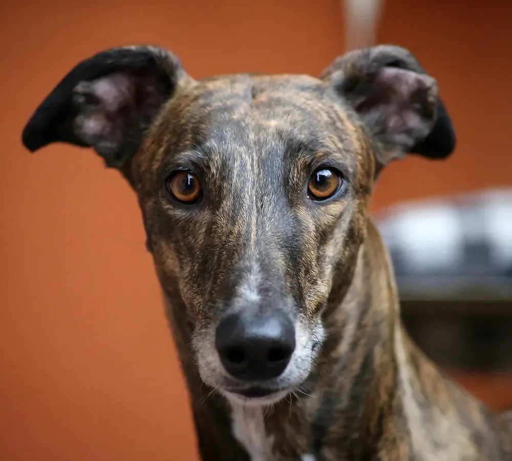 Galgo inglés (Greyhound): foto 2
