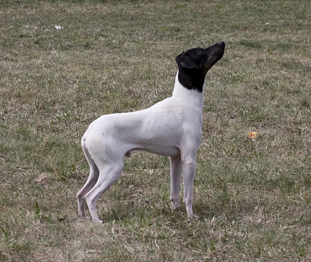 Terrier japonés: foto 2