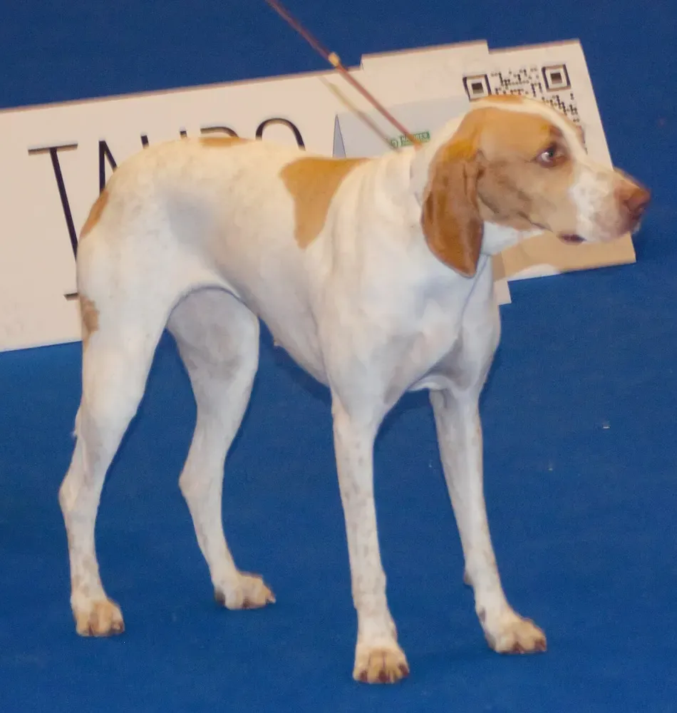 Braco Saint-Germain: foto 2