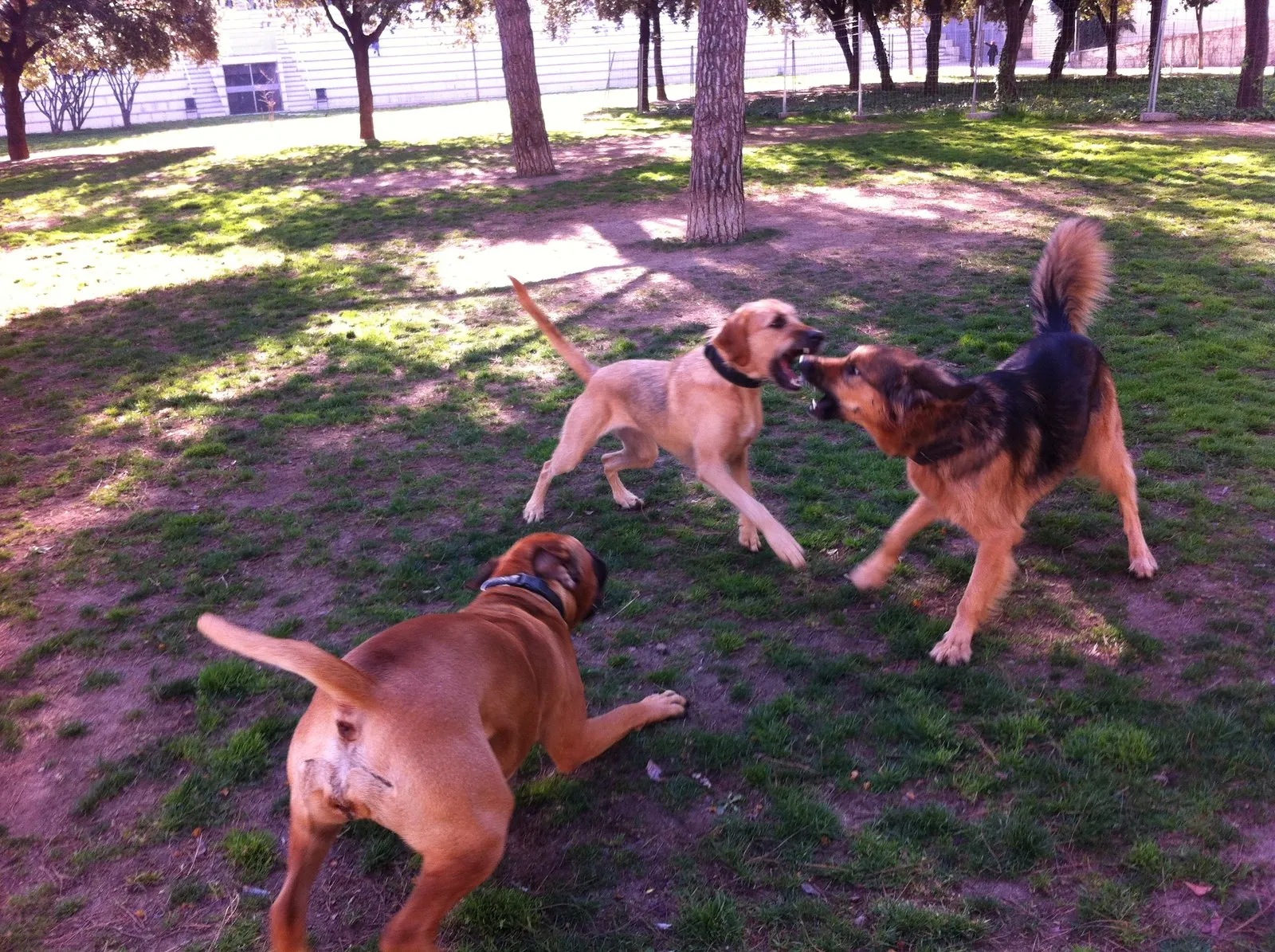 Perra haciendo el play bow para invitar a jugar a otro perro
