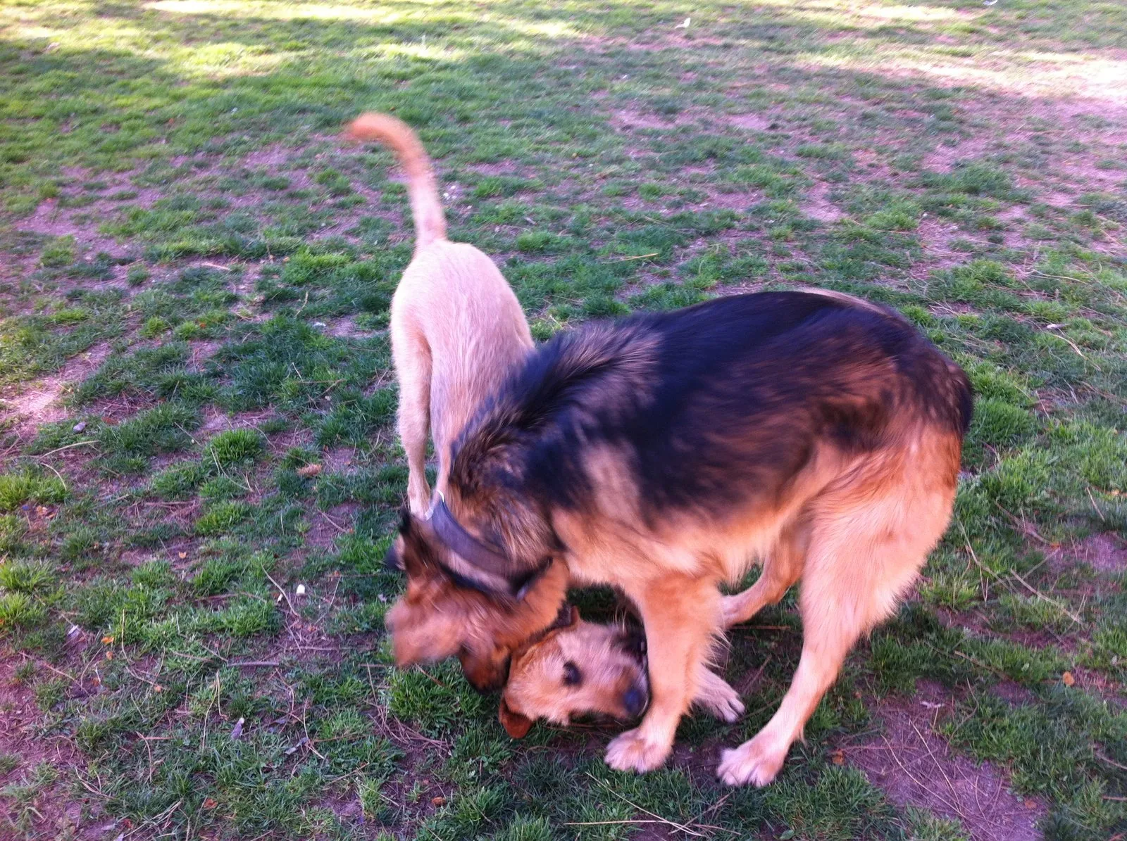 Dos perros jugando a pelearse con la boca abierta