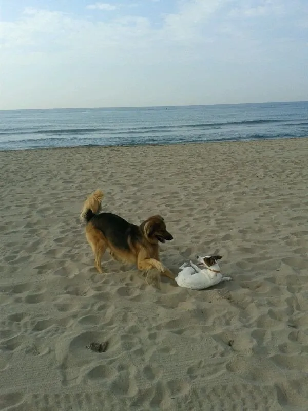 Perro haciendo el play bow: patas delanteras agachadas y trasero levantado
