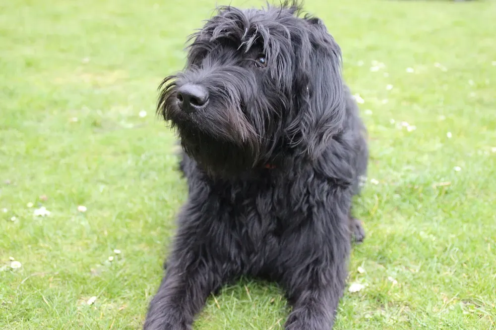 Labradoodle: foto 3