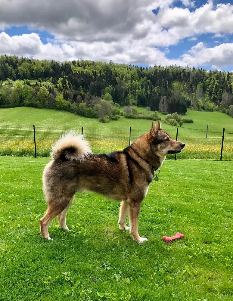 Laika de Siberia occidental: foto 3