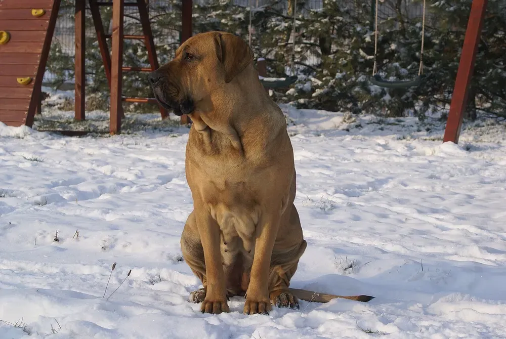 Fila brasileño: foto 3