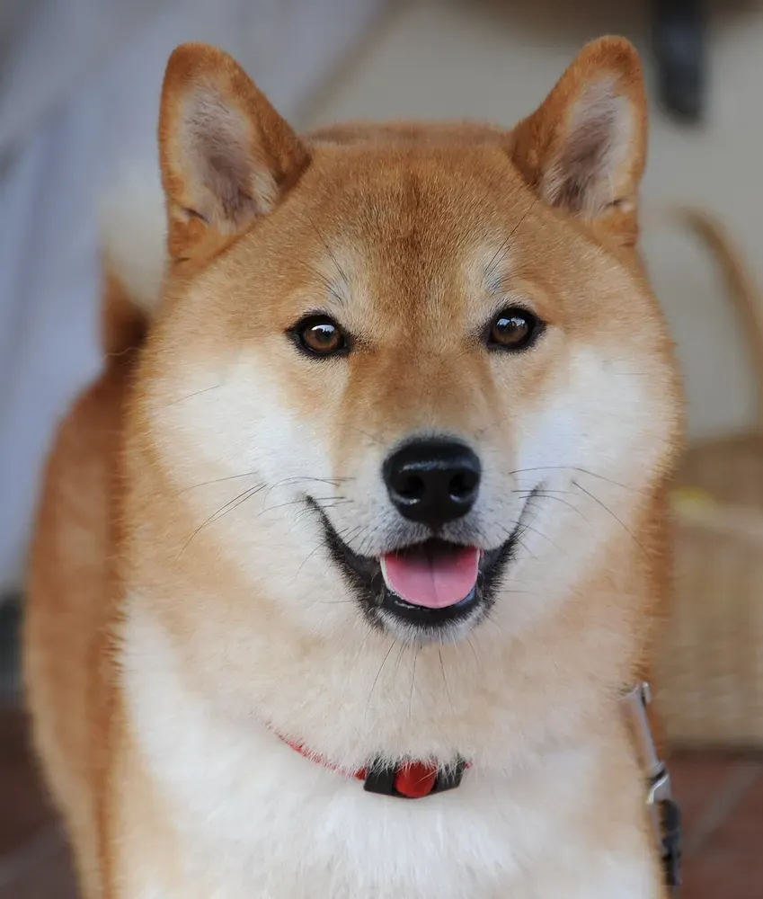 Shiba inu: foto 3