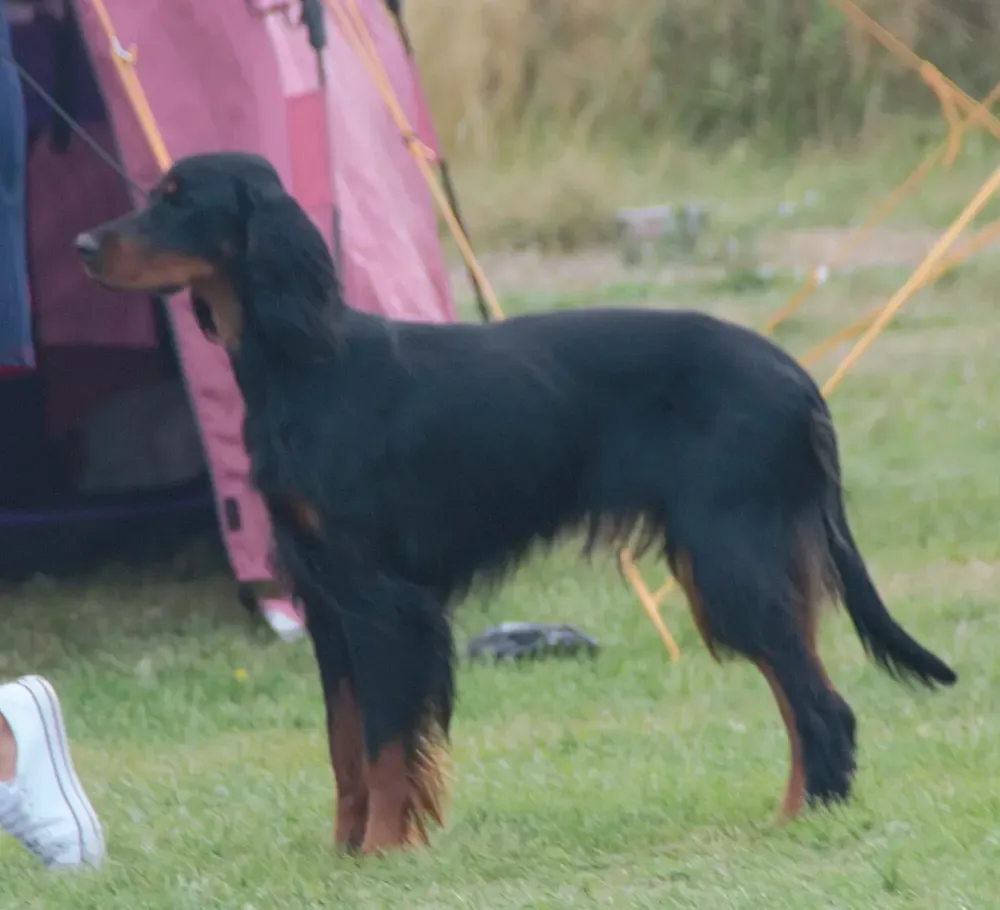 Setter Gordon: foto 3