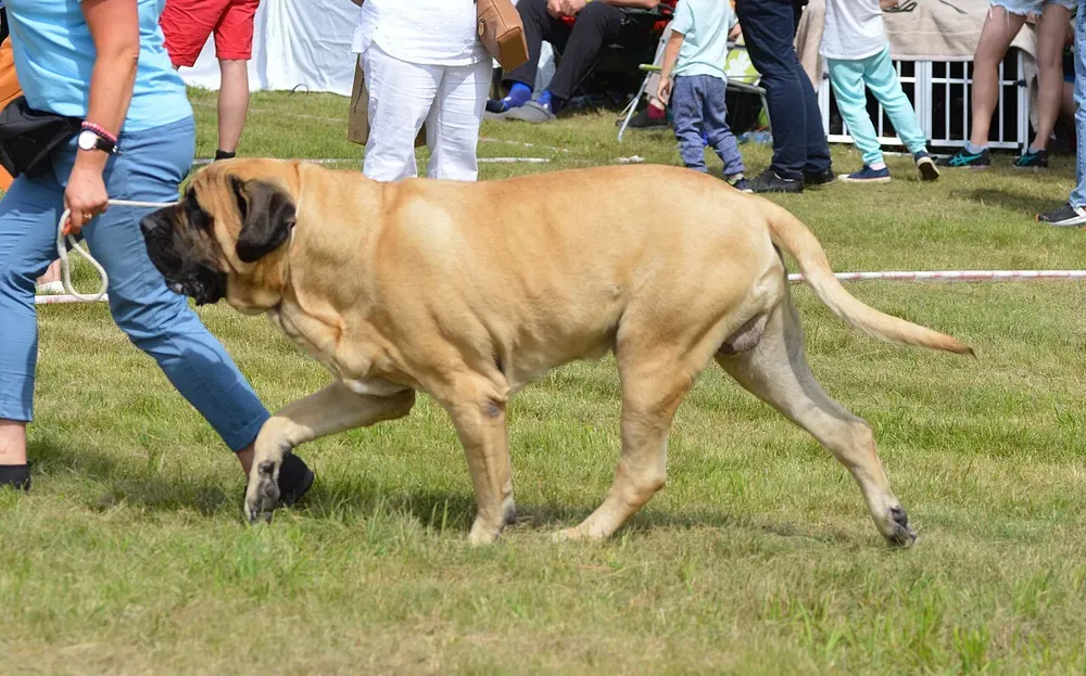 Mastín inglés (Mastiff): foto 3