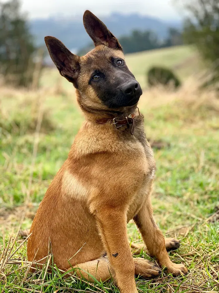 Pastor belga malinois: foto 3