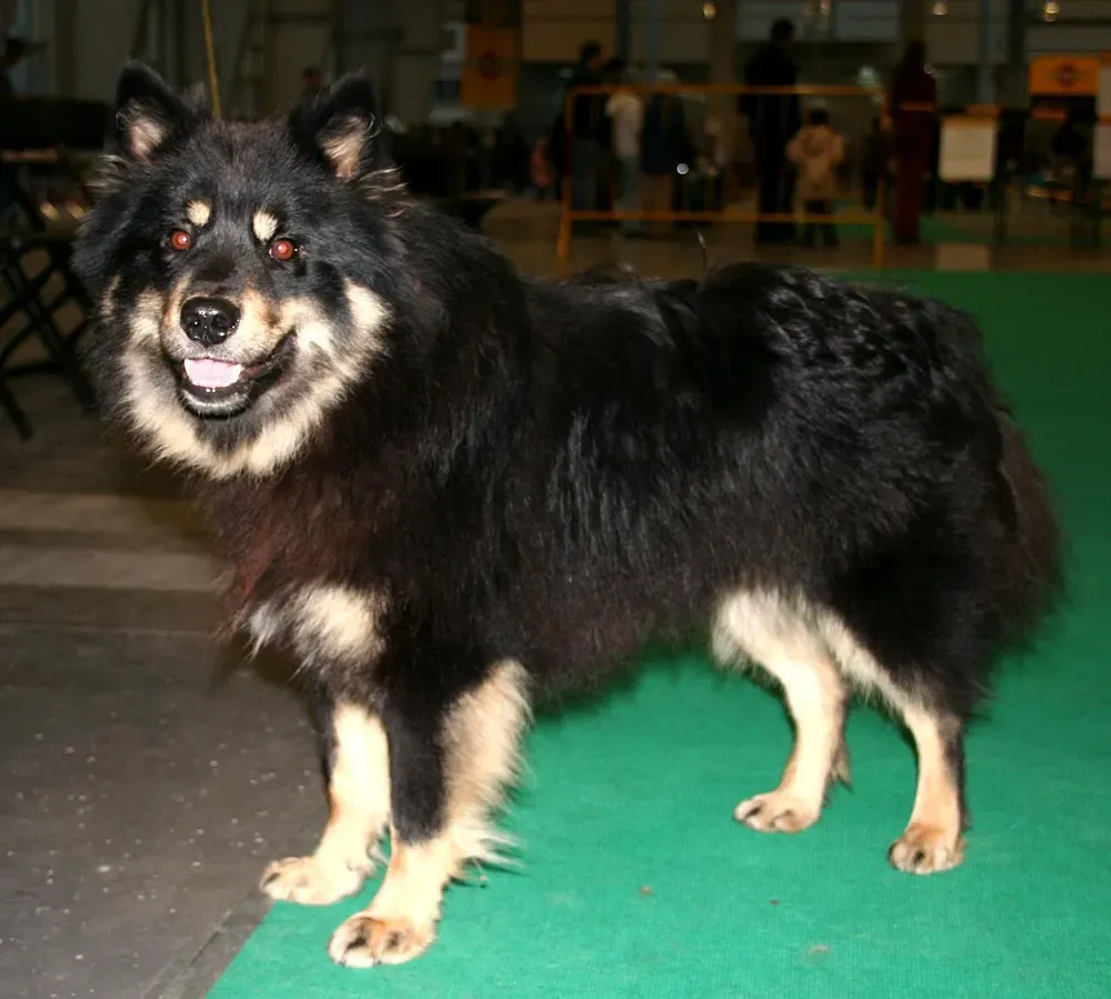 Lapphund finlandés: foto 3
