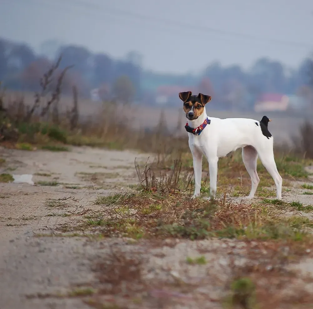 Terrier brasileño: foto 3