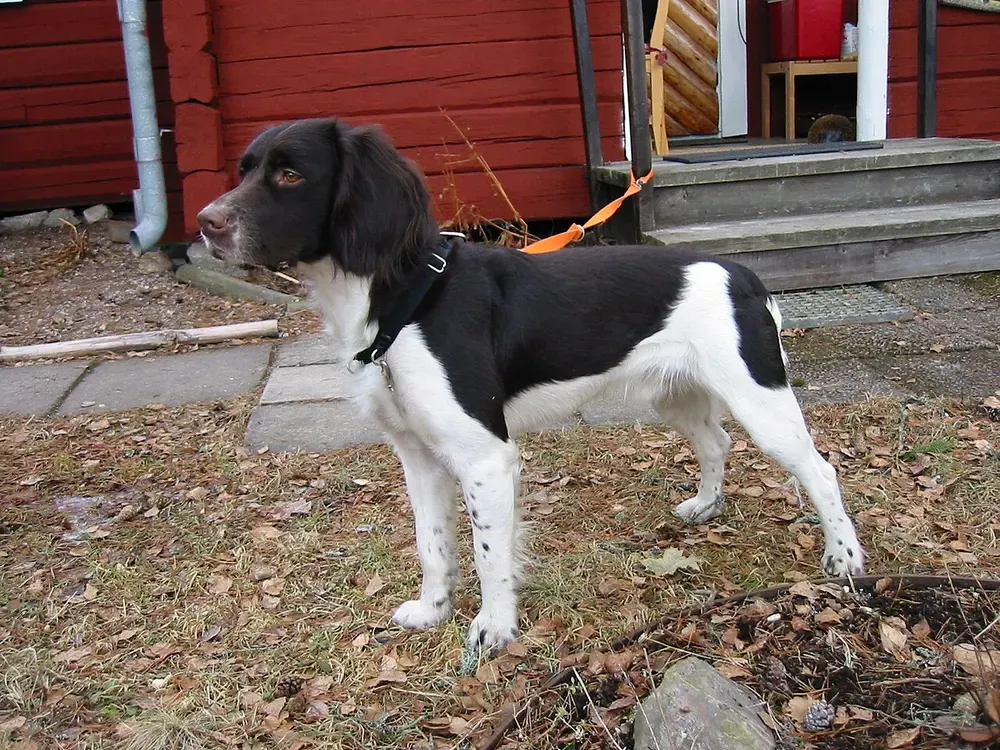 Pequeño Münsterländer: foto 3